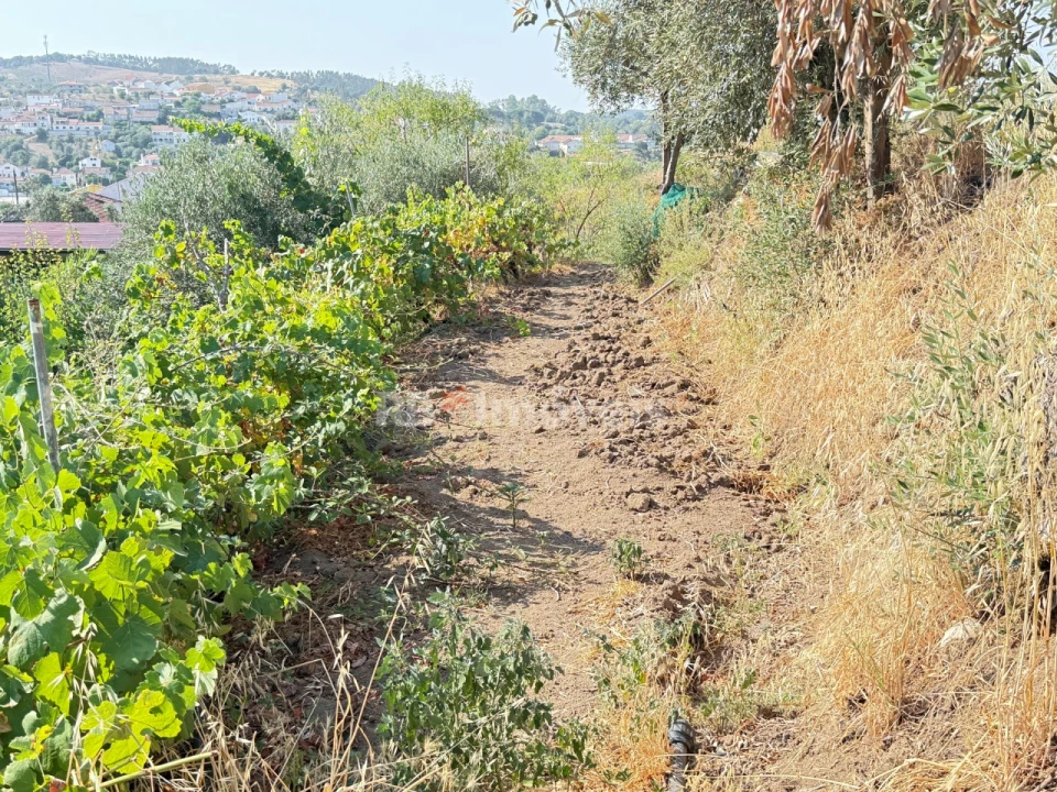 Terreno Agricola ou Rústico para Venda em Tancos Foto 15