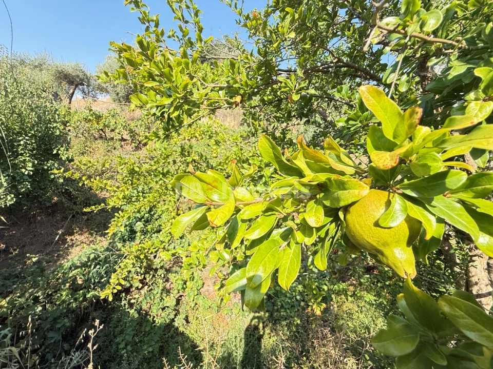 Terreno Agricola ou Rústico para Venda em Tancos Foto 19