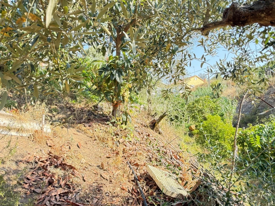 Terreno Agricola ou Rústico para Venda em Tancos Foto 27