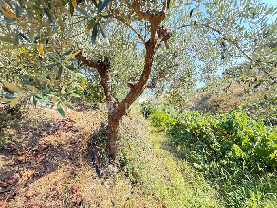 Terreno Agricola ou Rústico para Venda em Tancos Foto 29