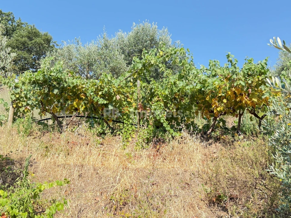 Terreno Agricola ou Rústico para Venda em Tancos Foto 30