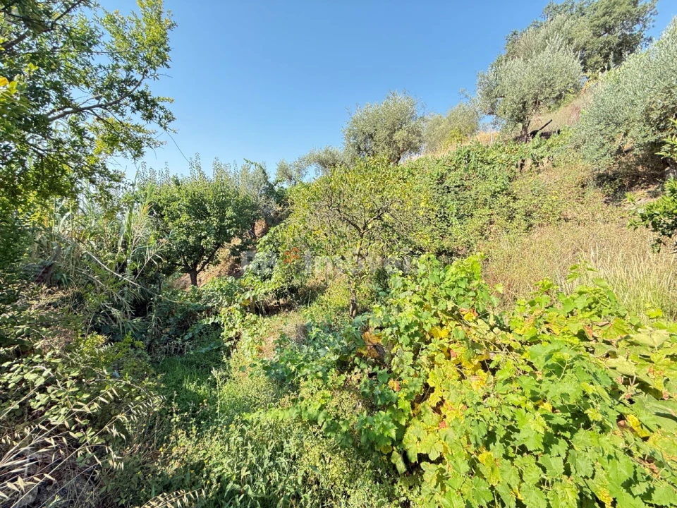 Terreno Agricola ou Rústico para Venda em Tancos Foto 31