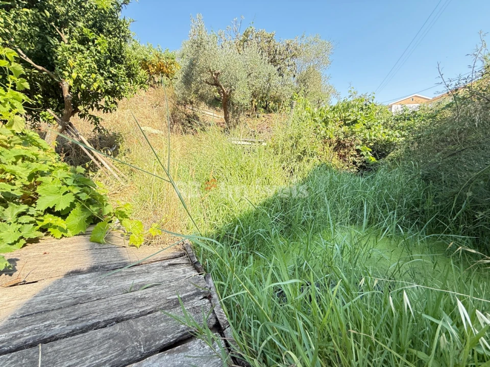 Terreno Agricola ou Rústico para Venda em Tancos Foto 32