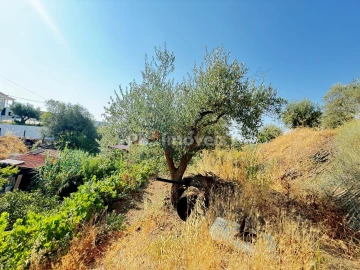 Terreno Agricola ou Rústico para Venda em Tancos