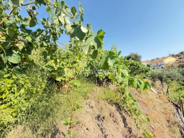 Terreno Agricola ou Rústico para Venda em Tancos