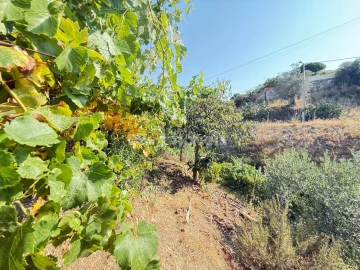 Terreno Agricola ou Rústico para Venda em Tancos