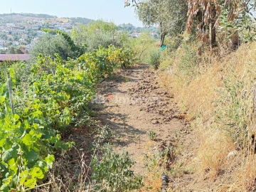 Terreno Agricola ou Rústico para Venda em Tancos
