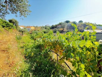 Terreno Agricola ou Rústico para Venda em Tancos