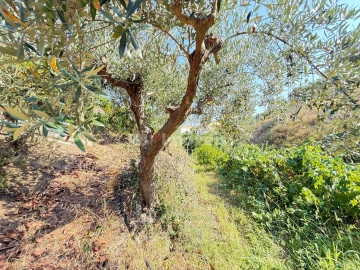 Terreno Agricola ou Rústico para Venda em Tancos