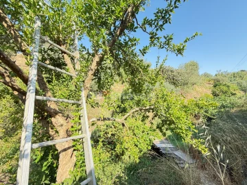 Terreno Agricola ou Rústico para Venda em Tancos