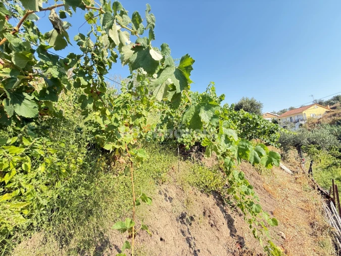 Terreno Agricola ou Rústico para Venda em Tancos Foto 4