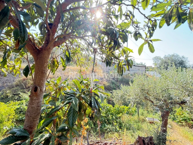 Terreno Agricola ou Rústico para Venda em Tancos Foto 14