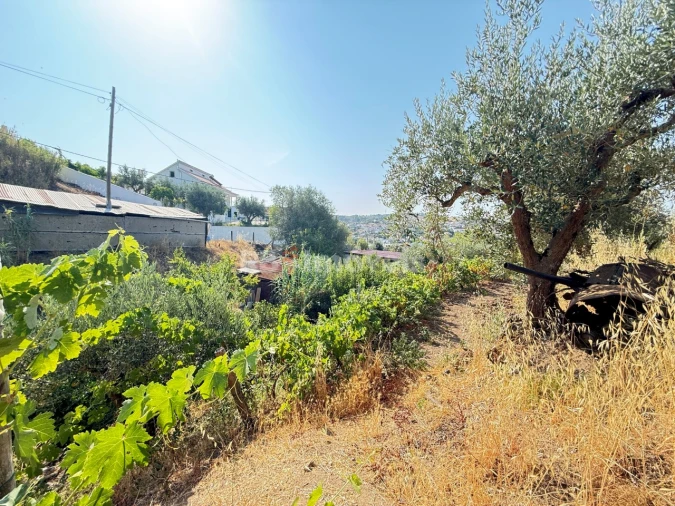 Terreno Agricola ou Rústico para Venda em Tancos Foto 24
