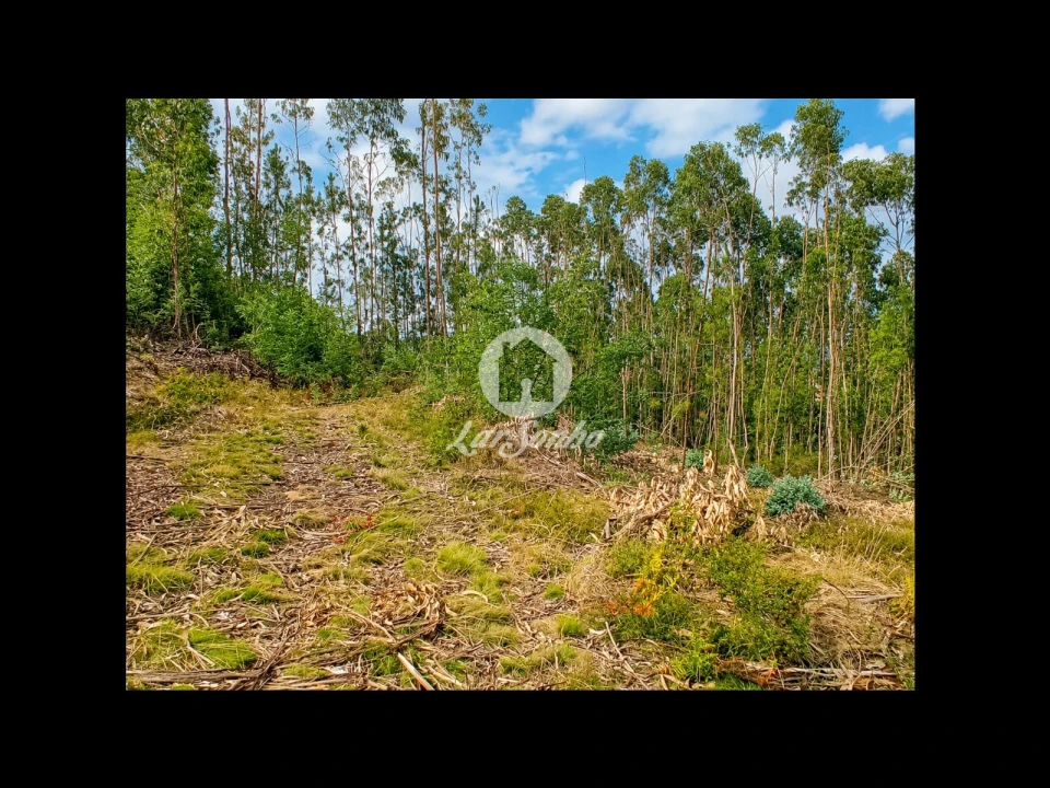 Terreno Agricola ou Rústico para Venda em Quintiães e Aguiar Foto 2