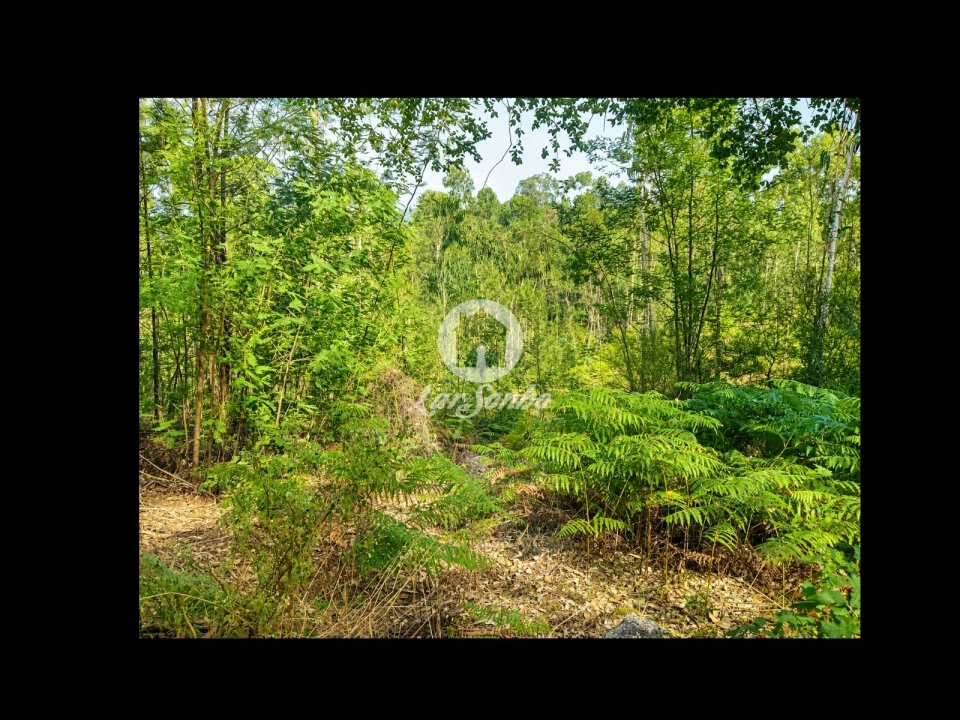 Terreno Agricola ou Rústico para Venda em Quintiães e Aguiar Foto 8
