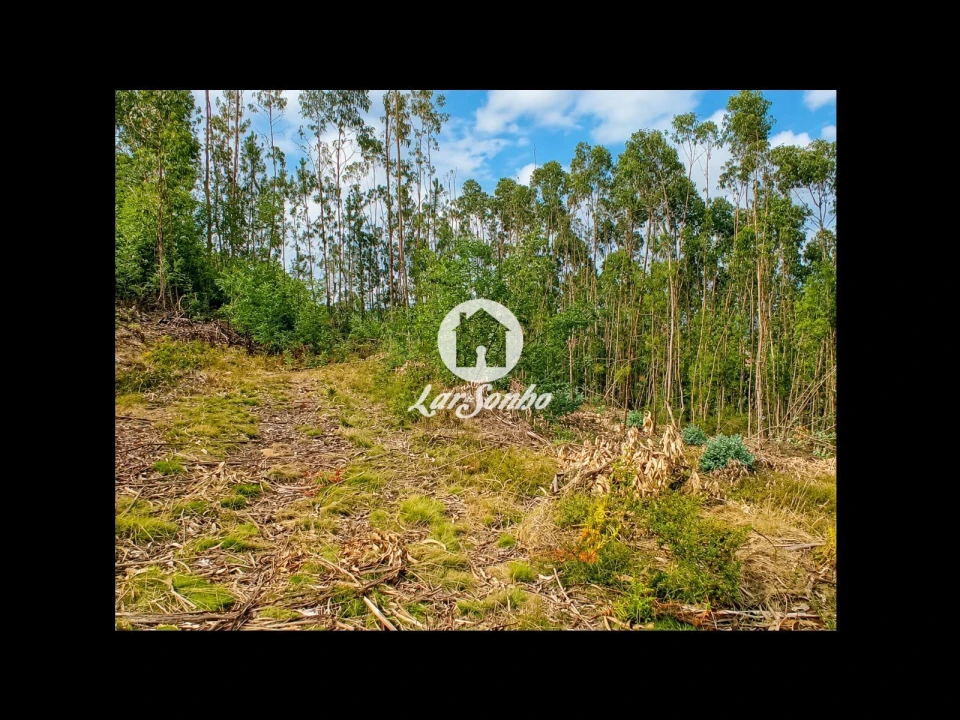 Terreno Agricola ou Rústico para Venda em Quintiães e Aguiar Foto 13