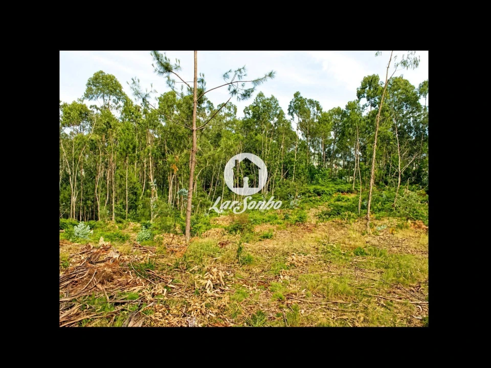 Terreno Agricola ou Rústico para Venda em Quintiães e Aguiar Foto 14