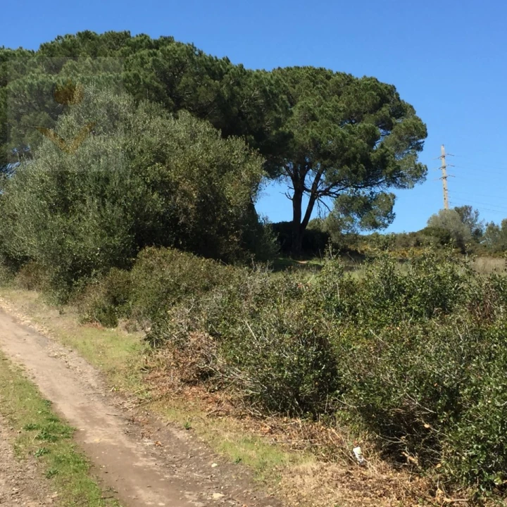 Terreno para Venda em Santa Maria e São Miguel, São Martinho, São Pedro Penaferrim Foto 13