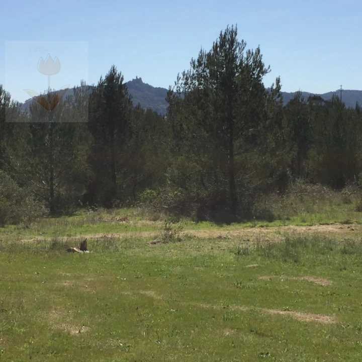 Terreno para Venda em Santa Maria e São Miguel, São Martinho, São Pedro Penaferrim Foto 18