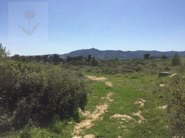 Terreno para Venda em Santa Maria e São Miguel, São Martinho, São Pedro Penaferrim