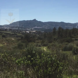 Terreno para Venda em Santa Maria e São Miguel, São Martinho, São Pedro Penaferrim