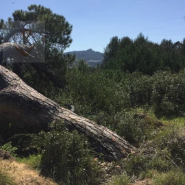 Terreno para Venda em Santa Maria e São Miguel, São Martinho, São Pedro Penaferrim