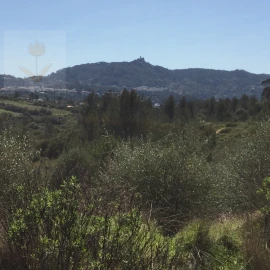 Terreno para Venda em Santa Maria e São Miguel, São Martinho, São Pedro Penaferrim