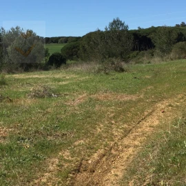 Terreno para Venda em Santa Maria e São Miguel, São Martinho, São Pedro Penaferrim
