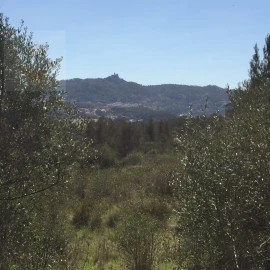 Terreno para Venda em Santa Maria e São Miguel, São Martinho, São Pedro Penaferrim