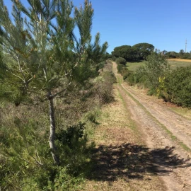 Terreno para Venda em Santa Maria e São Miguel, São Martinho, São Pedro Penaferrim