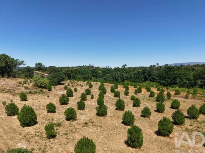 Terreno para Venda em Abrunhosa-A-Velha Foto 5