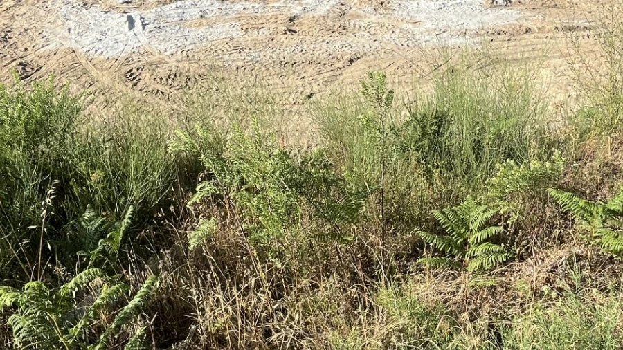 Terreno para Venda em Repeses e São Salvador