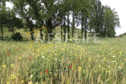 Terreno Agricola ou Rústico para Venda em Santo Isidoro