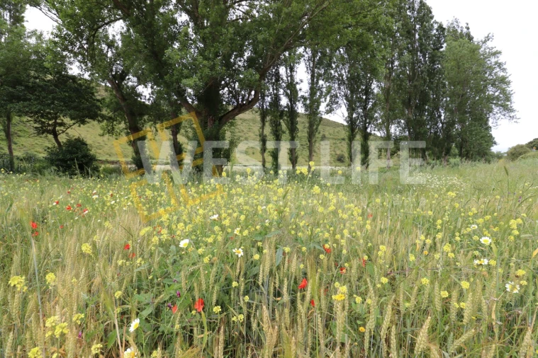 Terreno Agricola ou Rústico para Venda em Santo Isidoro Foto 10