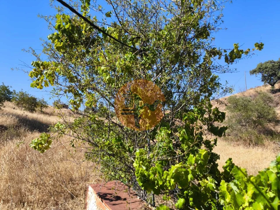 Terreno para Venda em Odeleite Foto 14