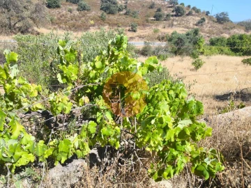 Terreno para Venda em Odeleite
