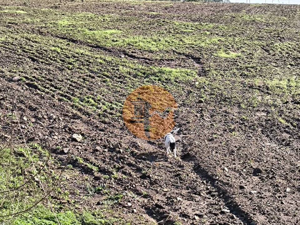 Terreno para Venda em Alcoutim e Pereiro Foto 34