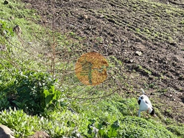 Terreno para Venda em Alcoutim e Pereiro
