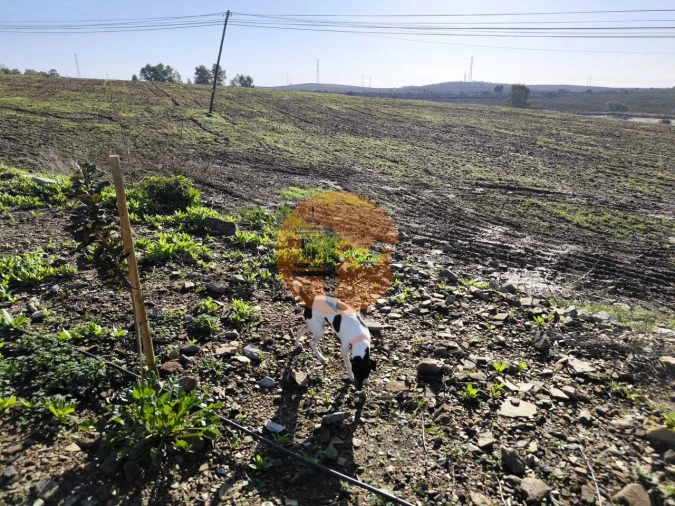 Terreno para Venda em Alcoutim e Pereiro Foto 32