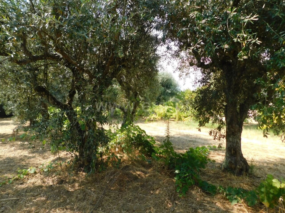 Terreno para Venda em Fundão, Valverde, Donas, A. Joanes, A. Nova Cabo Foto 3