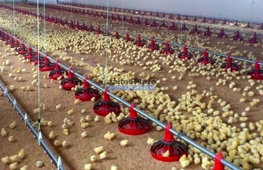 Armazém para Venda em Aguada de Cima Foto 4