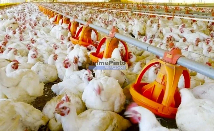 Armazém para Venda em Aguada de Cima Foto 2