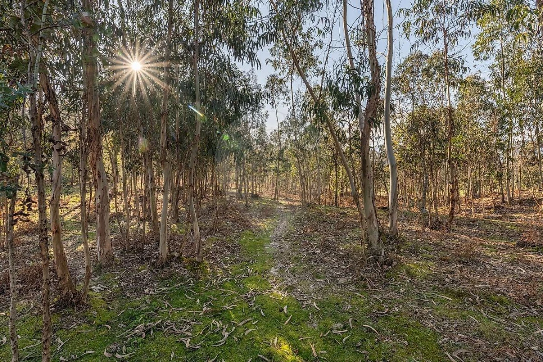 Moradia T1 para Venda em São João de Rei Foto 23