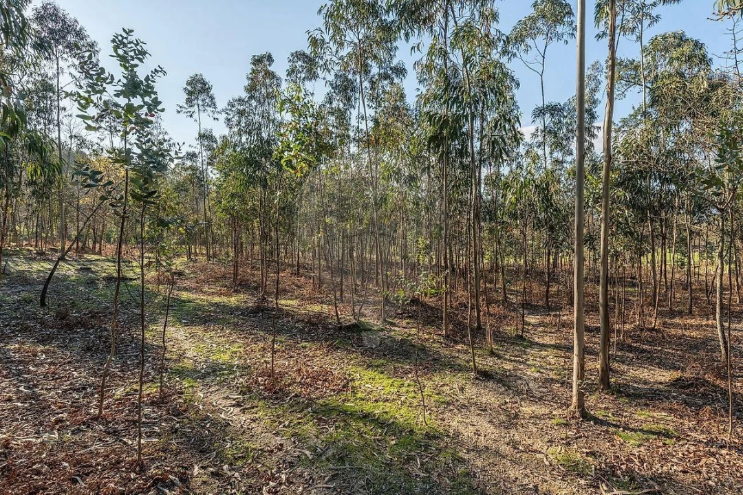 Moradia T1 para Venda em São João de Rei Foto 24