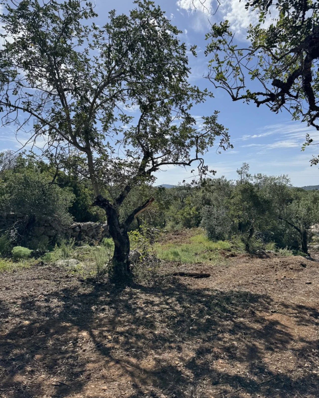 Terreno para Venda em São Brás de Alportel Foto 12