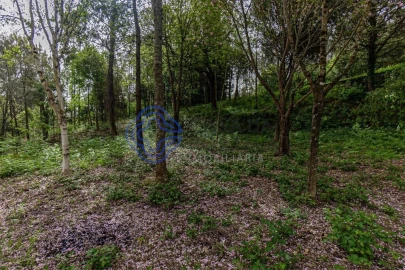 Quinta T5 para Venda em Pinheiro da Bemposta, Travanca e Palmaz