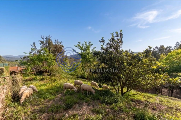 Quinta T5 para Venda em Pinheiro da Bemposta, Travanca e Palmaz Foto 12