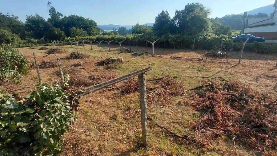 Terreno para Venda em Prado e Remoães