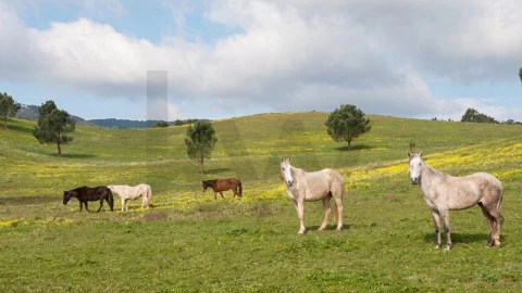 Moradia T4 para Venda em Alcabideche