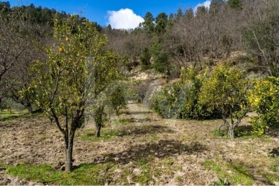 Quinta T8 para Venda em Belmonte e Colmeal da Torre